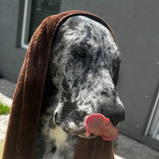 Bath & Brush service icon